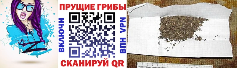 нарко площадка какой сайт  цена наркотик  Венёв  Псилоцибиновые грибы прущие грибы 